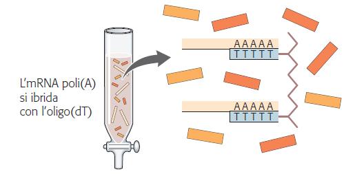 Le biblioteche di cdna: isolamento degli mrna cellulari (II) La miscela degli RNA cellulari viene messa