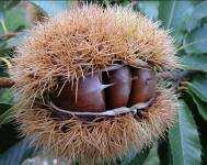 2008 2009 Galls/bud