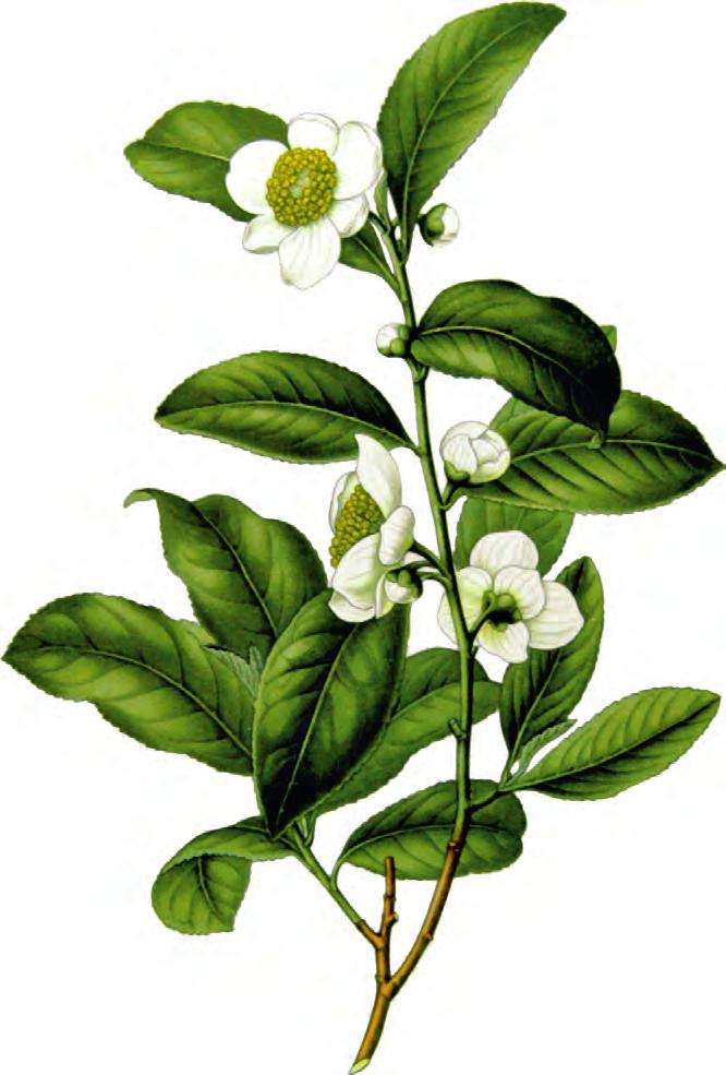 sinensis Herbo Veneta