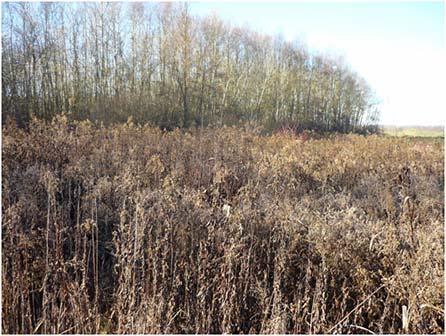 Fig 3. Area a Solidago gigantea part. 197 Fg.