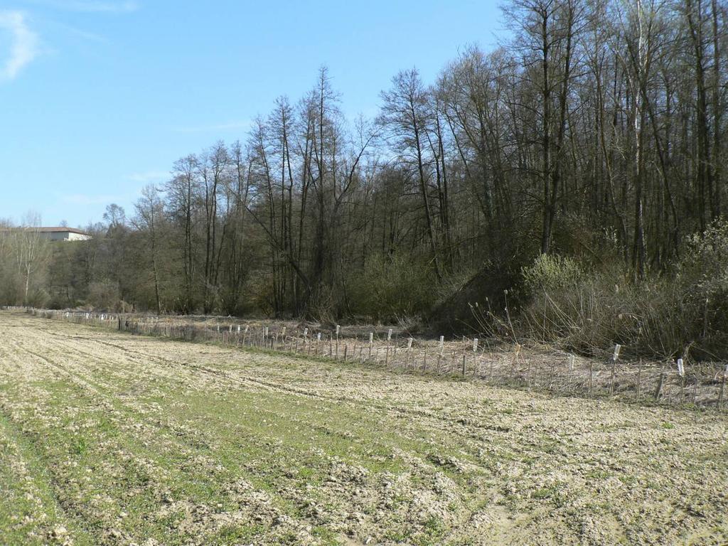 Fig 1. Verneto di Rocchetta Tanaro Per quanto riguarda le condizioni di accesso l'area è raggiungibile attraverso unapistatrattorabiledicirca200m,collegataadunacamionabile.