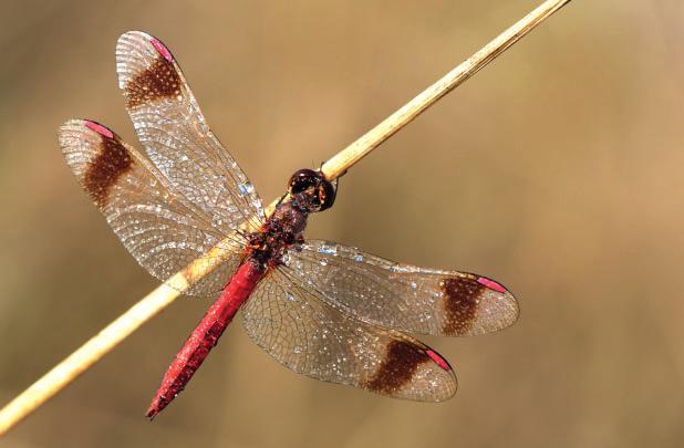 Fig. 9 - Sympetrum pedemontanum, risorgive di Flambro, Flambro (UD), 01.10.2011. Questa specie nell ultimo decennio è in forte espansione (foto I. Chiandetti).