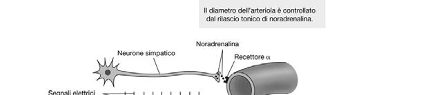 VASOATTIVI LOCALI: -Monossido di azoto (NO): inibisce l ingresso del Ca 2+ inducendo il