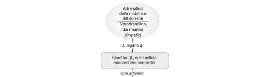 Fosfolambano (PL) È una proteina di membrana di basso P.M.