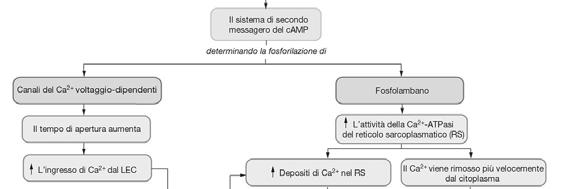 muscolo liscio con una stechiometria approssimata di 1:1 con la