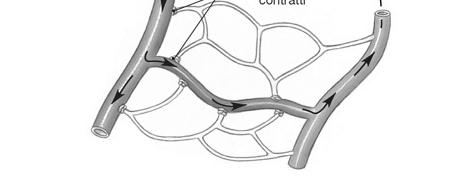 Attività metabolica tissutale CO 2 e metaboliti, O 2, Rilasciamento sfinteri