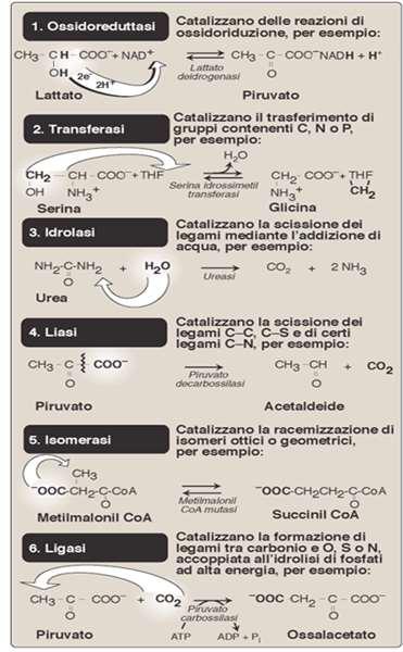 Gli enzimi sono classificati in