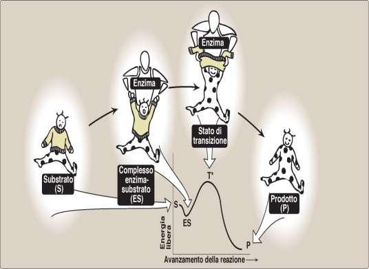 Azione catalitica dell enzima (1) L aumento
