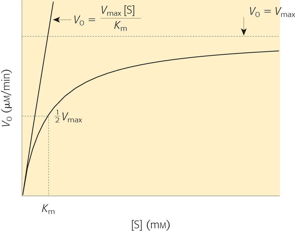 Analisi equazione di Michaelis & Menten E + S k1 k-1 kcat ES P + E Km k 1 K m = K Kcat 1 k