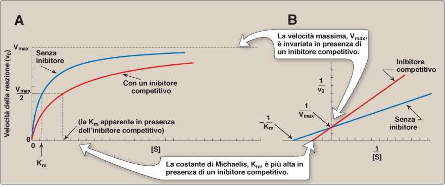 Inibizione Competitiva (IC) Km app v o = K m V m ax ( [ I] 1+ ) + [S] Ki