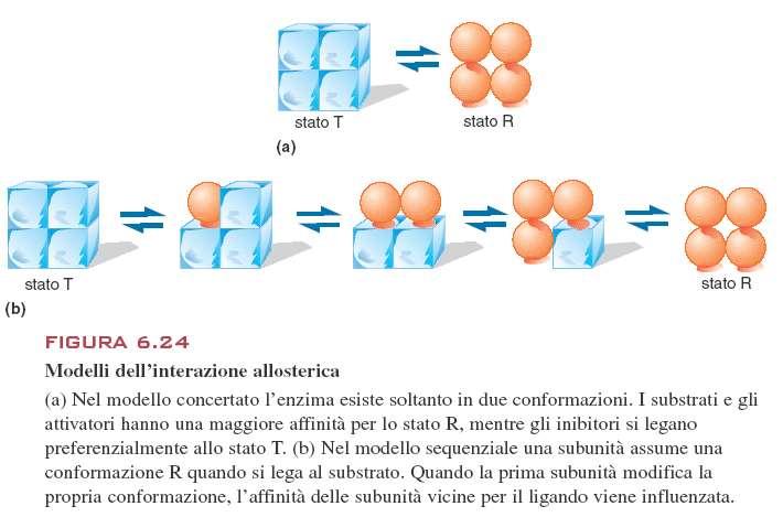 Enzimi allosterici L interazione (binding) di una molecola di legando (substrato, inibitore, attivatore) con un sito catalitico di una subunità, modifica il binding, aumentando