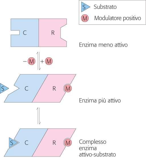 Regolazione degli enzimi allosterici (2) Interazioni Eterotropiche Substrato