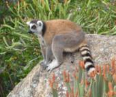 ben tracciati che permette in poche ore di avvistare numerose specie di lemuri e uccelli molto rari.