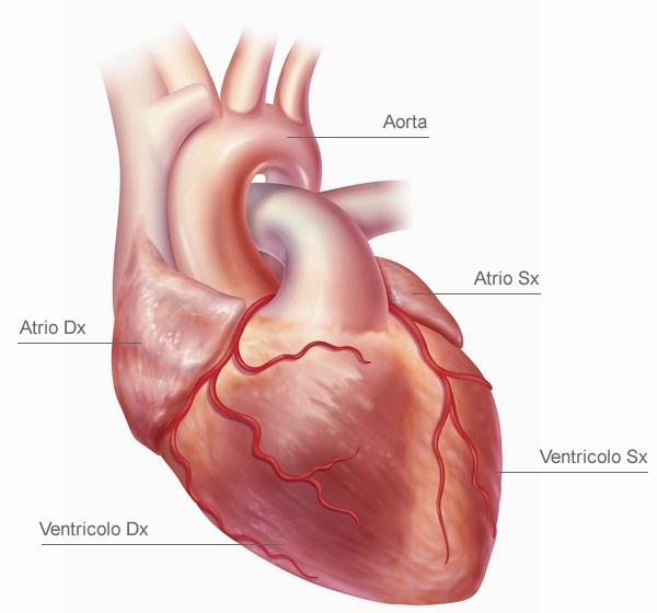 [L apparato Cardiovascolare e la Circolazione Sanguigna] a cura di Tatiana