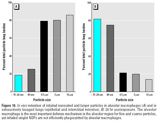 studi in vivo: deposizione e ritenzione a livello polmare macrofagi alveolari ritenzione nel polmone Uptake selettivo da parte dei macrofagi di