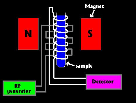 Il campione viene inserito all interno del campo magnetico Il campo magnetico M 0 di ciascun nucleo si allinea con quello indotto B 0 Il generatore di radiofrequenza manda un impulso che viene
