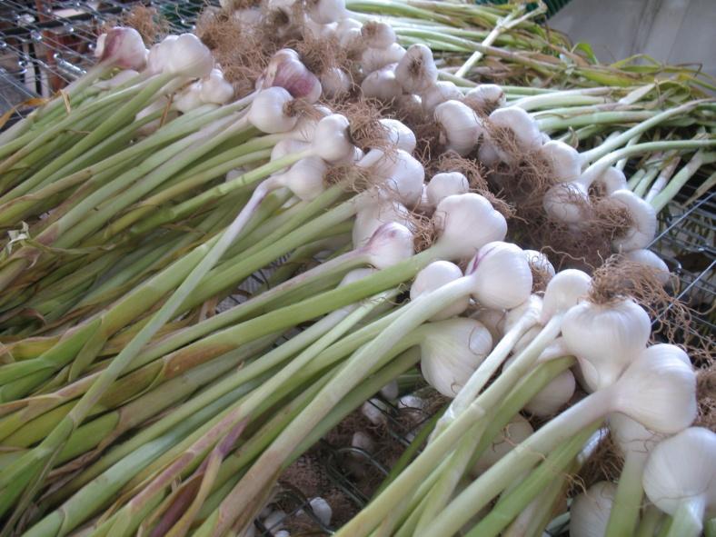 GLI INCONTRI CON L AGRONOMO PROMUOVERE LA CONOSCENZA DEI PRODOTTI DEL TERRITORIO a partire da quelli DOP (basilico Genovese, olio EVO Riviera Ligure, ecc.