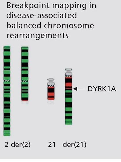 Il principio su cui si basa è l appaiamento tra una sonda marcata (frammento di DNA specifico per la regione d interesse contenente nucleotidi modificati) ed il DNA cromosomico del soggetto in