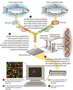 Trascrittomica: effetti dell