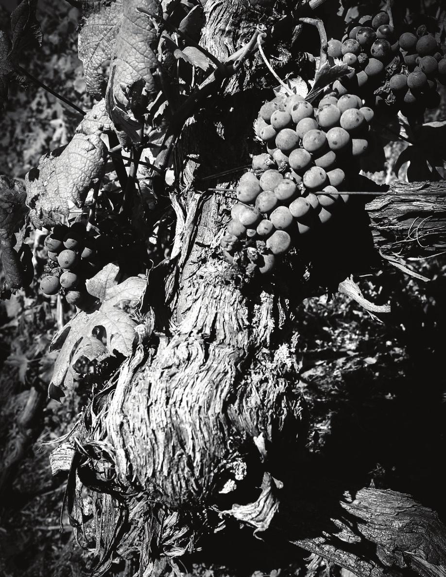fierezza Barolo BUSSIA in Monforte d'alba Vino frutto dell assemblaggio di uve provenienti da 2 diversi vigneti all interno della sottozona, con esposizione a sud-ovest e altitudine media di 410 m