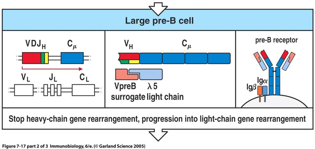 SOPPRESSIONE RICOMBINAZIONE V CATENA PESANTE Figure 7-17 part 2 of 3 Transiente λ5 cala Induzione riarrangiamento catena leggera CD79α,β Segnale catena pesante completa Soppressione