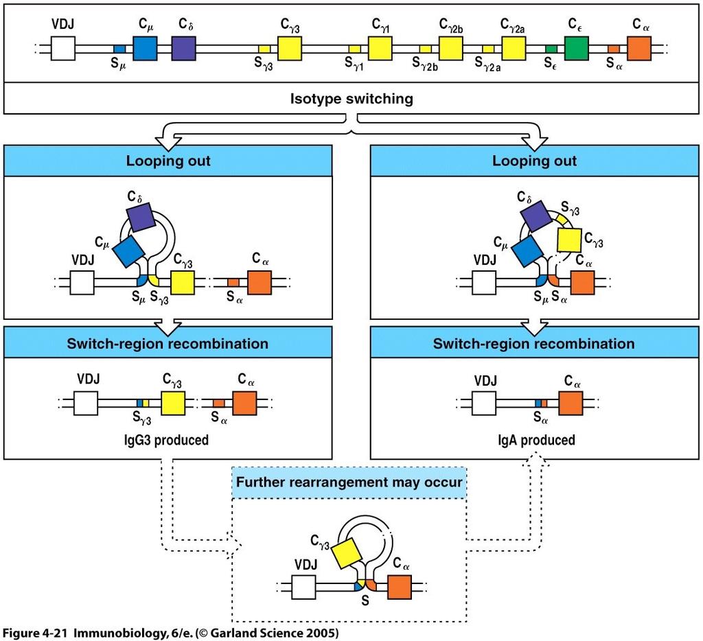 Ricombinazione irreversibile ma può associarsi a C diverse Figure 4-21 DNA