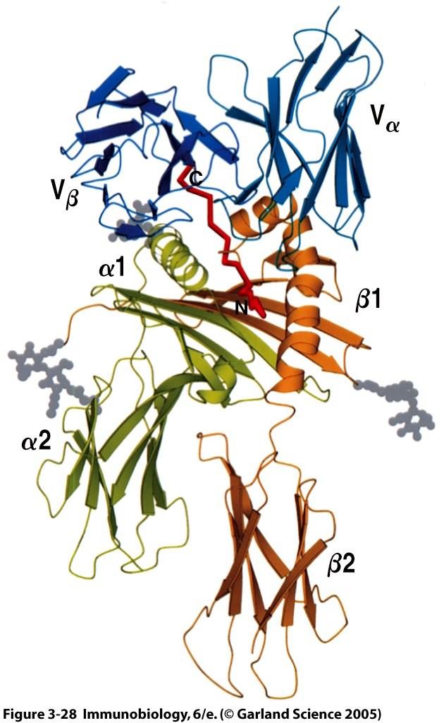 binding site