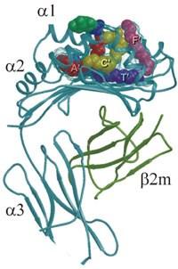 Cellule T Natural Killer: CD16+, CD56+, produzione granzima CD1 Famiglia di 5 glicoproteine (CD1A-E) di membrana o solubile eterodimeriche PM 43-49 kd appartenente alla superfamiglia delle