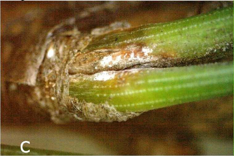 Photographs, USDA Agricultural Research Service, Bugwood.