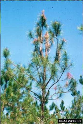 Foto: Terry S. Price, Georgia Forestry Commission, Bugwood.