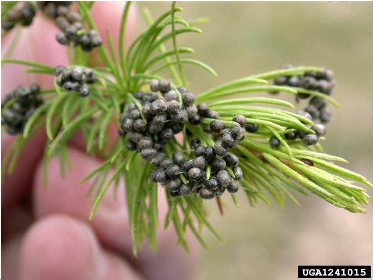 Masse di uova Foto: John H. Ghent, USDA Forest Service, Bugwood.