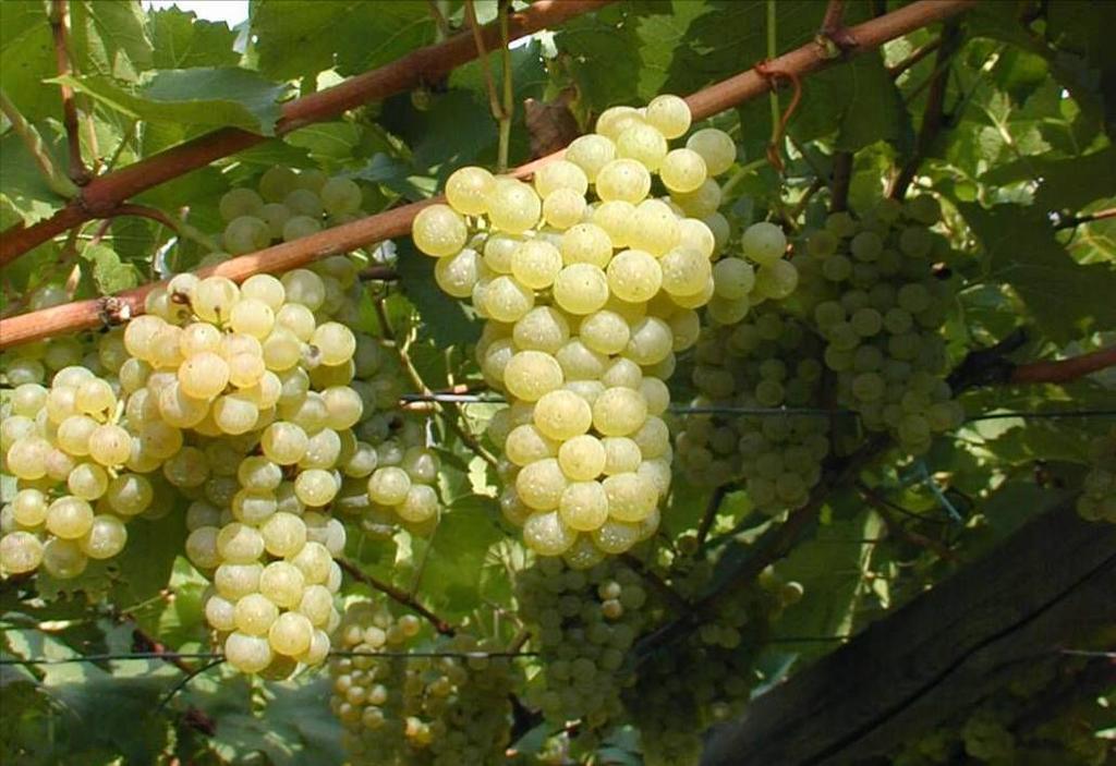 Grappolo piccolo Mosto ricco in zuccheri Vino