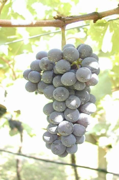 Pinot nero SMA 185 Buona fertilità e produzione