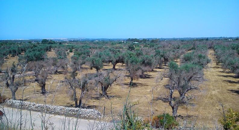 XYLELLA FASTIDIOSA BATTERIO DA QUARANTENA