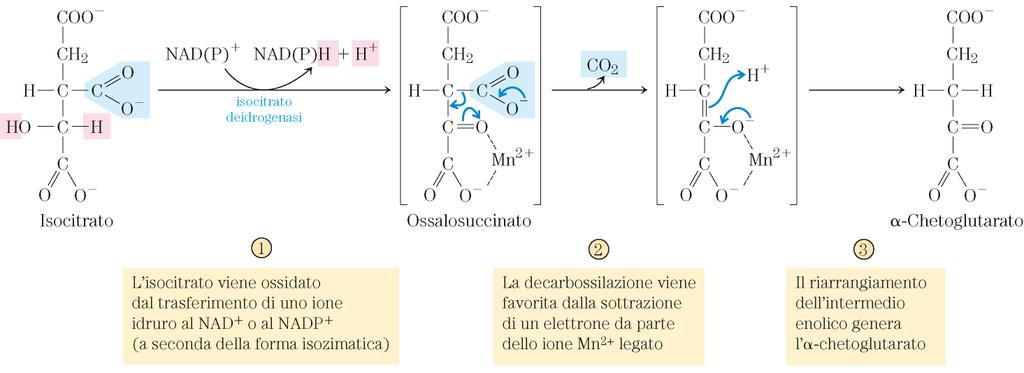 Isocitrato