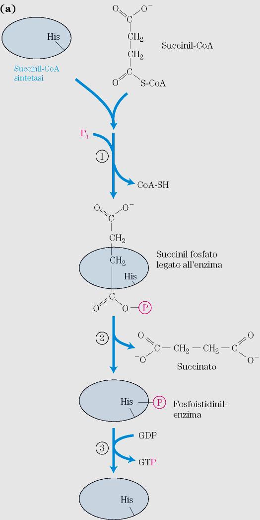 Succinil CoA sintetasi: Meccanismo E l enzima