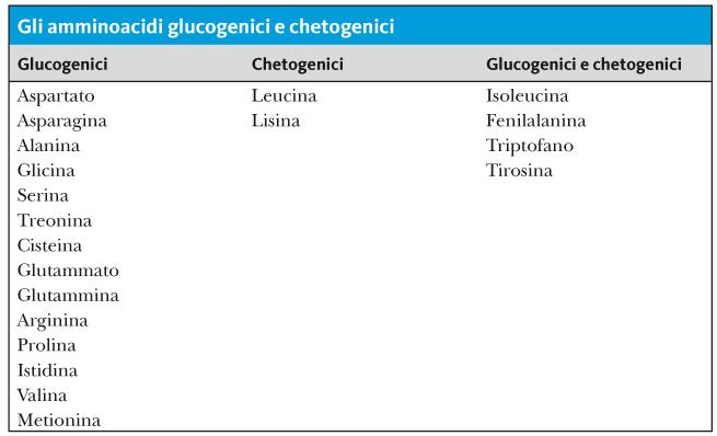 La degradazione delle proteine ad amminoacidi,