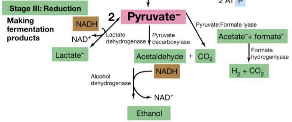 Metabolismo fermentativo Anaerobio (non richiede ossigeno) Energeticamente poco efficiente (se confrontata alla respirazione) La catena di trasferimento degli elettroni è molto limitata: donatori ed