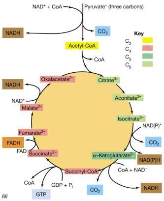 Respirazione cellulare Metabolicamente molto più vantaggiosa della fermentazione in termine di produzione di ATP Catena di