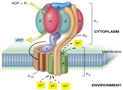 La forza proton-motrice e l ATP sintasi Catena