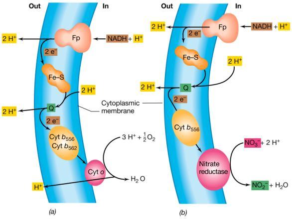 Escherichia coli Batteri denitrificanti Es.