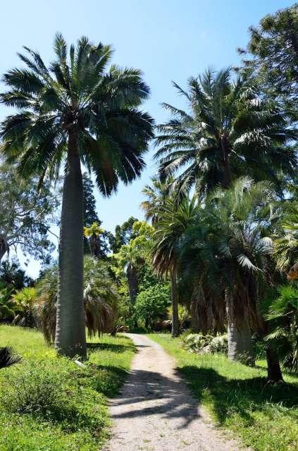 Villa Thuret a Cap d Antibes (1857) Jardin Vigier a Nizza (1864) Jardin Mazel a Golfe Juan (1865) Jardin Dognin a Cannes Giardini Hanbury a La Mortola (1867) Jardin des
