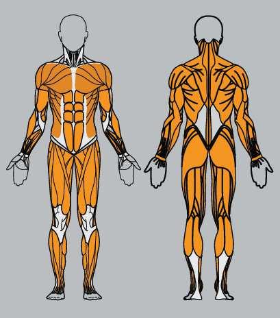 Muscoli interessati: Attraverso i movimenti effettuabili servendosi del cavo libero, sono reclutabili gran parte dei muscoli del corpo, in particolare i seguenti: 1) Bicipite brachiale 2) Deltoide