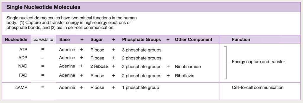 Biomolecole