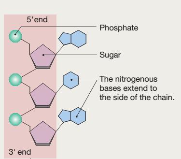 Biomolecole Nucleotidi