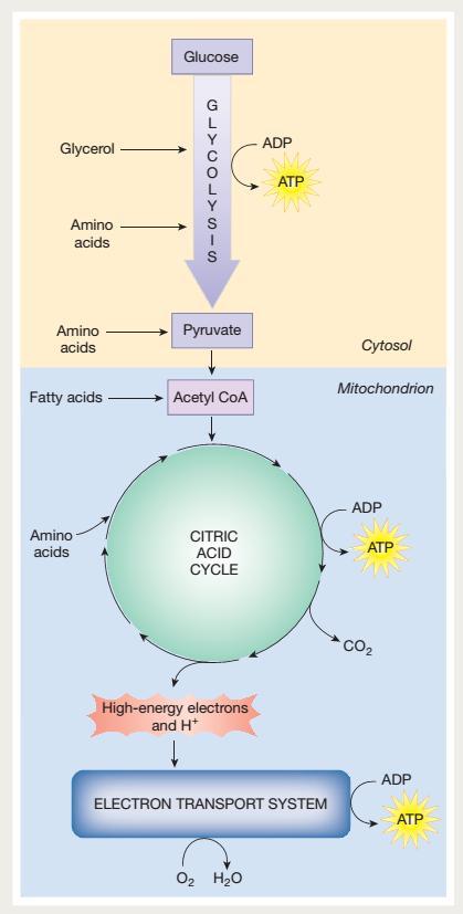 Le vie metaboliche per la produzione di ATP
