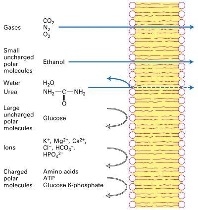 Una membrana costituita da un puro bilayer fosfolipidico è impermeabile alle proteine, alla maggior parte delle piccole molecole e agli ioni Gas