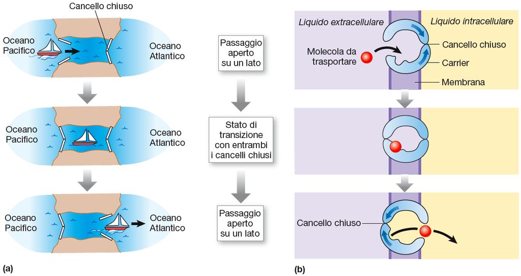 Diffusione facilitata per