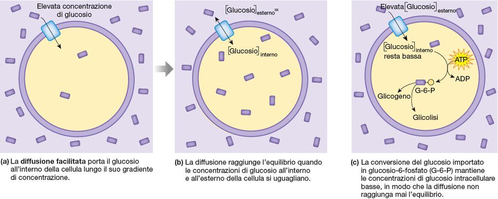 Diffusione