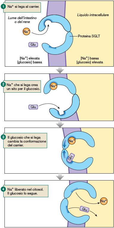 Cotrasportatore sodio-glucosio